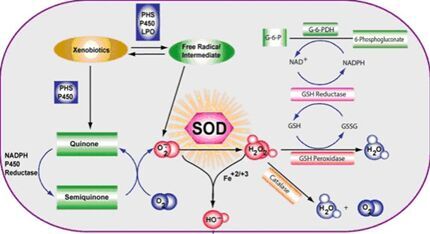 SOD血液净化治疗法